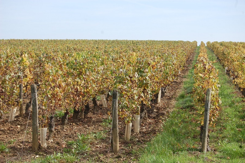 Domaine Michel à Clessé Image 3