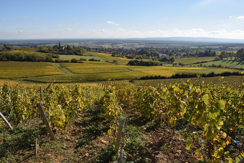 Domaine Laurent Cognard à Buxy Image 3