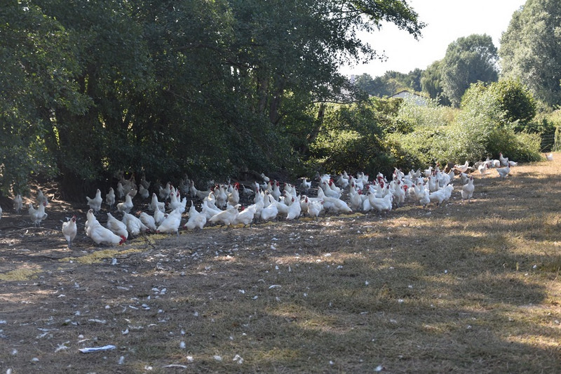Ferme Morand à Bantanges Image 3