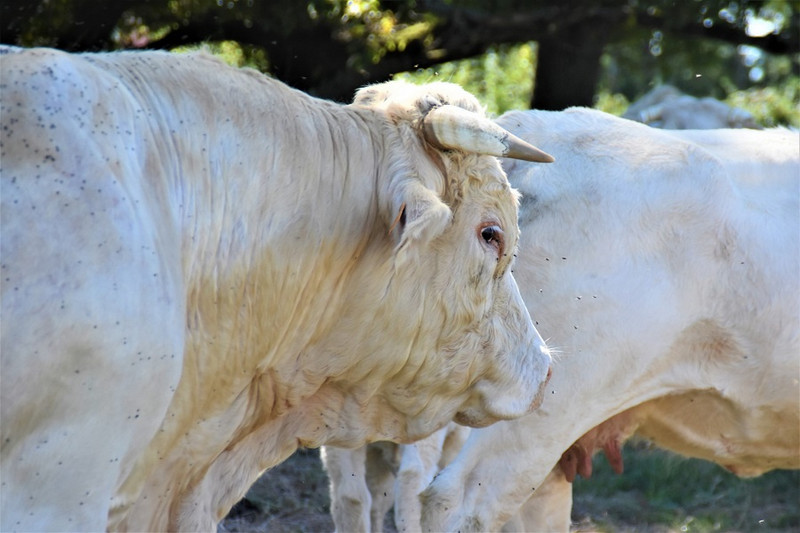 GAEC du Charolais Bressan à Bouhans Image 2