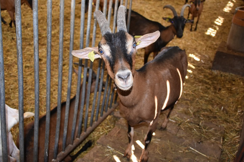 Ferme des Verts Prés à Tancon Image 1