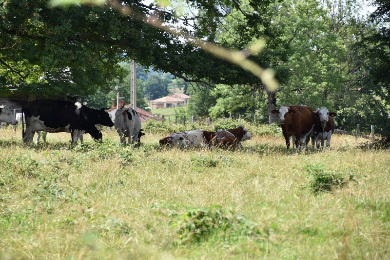 Ferme des Verts Prés à Tancon Image 2