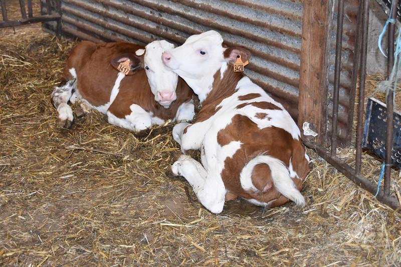 Ferme des Verts Prés à Tancon Image 4