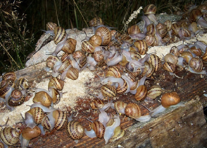 L'Escargot Morvandiau à Barnay-Dessus Image 4