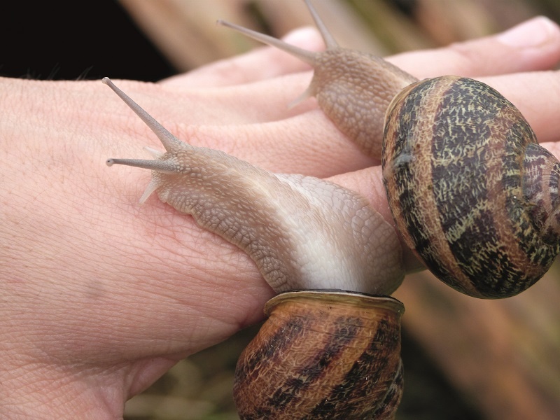 L'Escargot Morvandiau à Barnay-Dessus Image 5