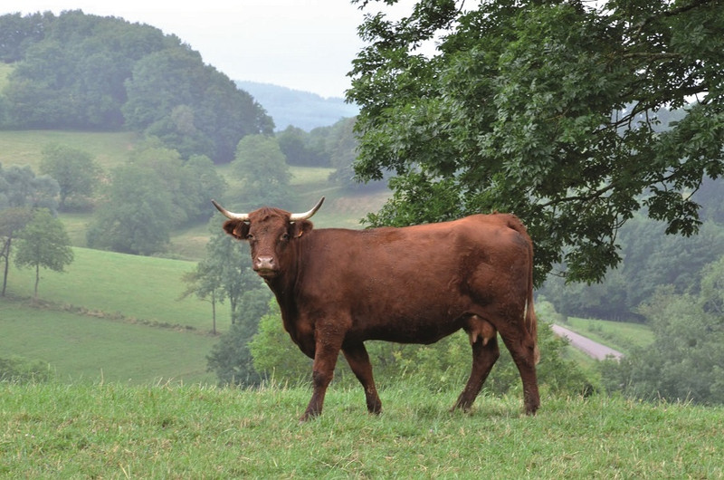 La Ferme du Château à Champagnat Image 2