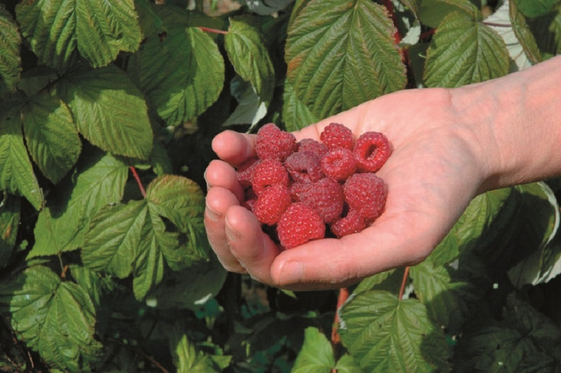 Le Jardinier Glacier (SORBIOP) à Saint-Etienne-en-Bresse Image 3