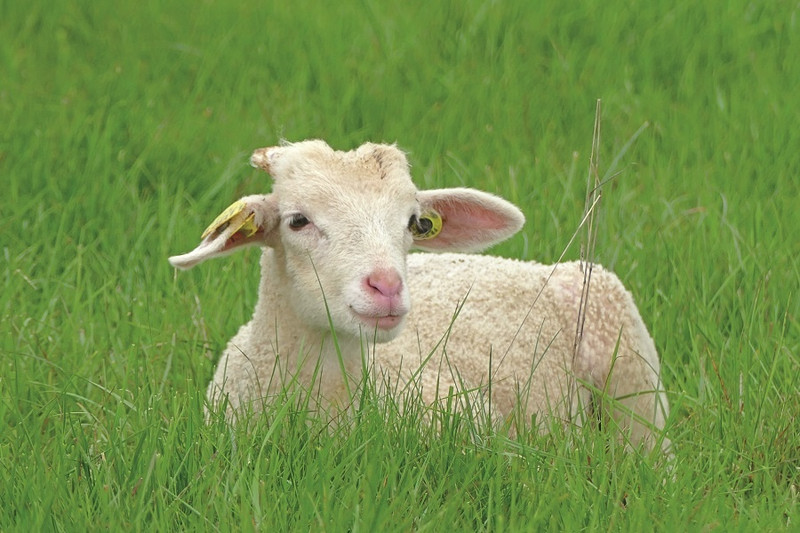 Bergerie Les Sonnailles à Sainte-Hélène Image 2