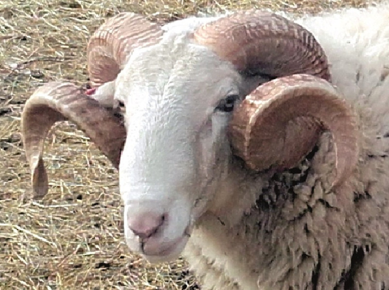 Bergerie Les Sonnailles à Sainte-Hélène Image 4