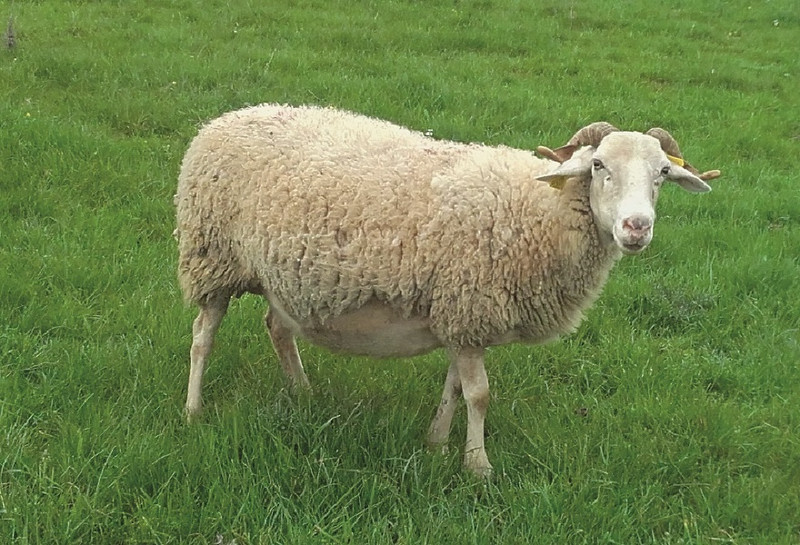 Bergerie Les Sonnailles à Sainte-Hélène Image 5