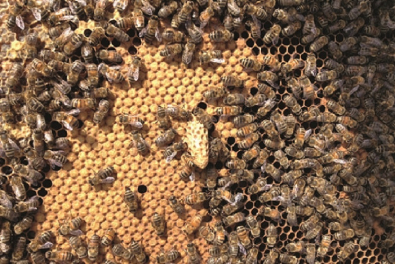 La Miellerie de la Natouze à Boyer Image 4