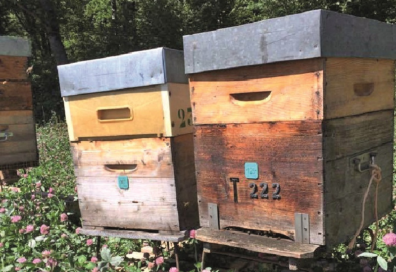 La Miellerie de la Natouze à Boyer Image 1